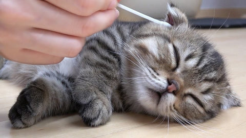 Ohrenreinigung bei Katzen: So reinigst du die Katzenohren richtig