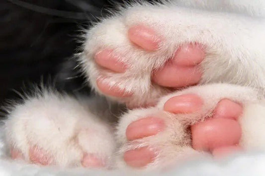 Bist du unsicher, wie du die Krallen deines Katzen richtig schneiden kannst?
