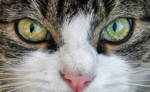 katzenaugen