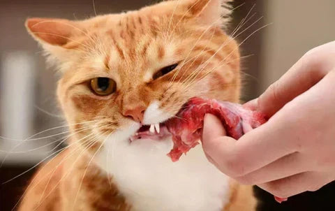 Welche Lebensmittel sind für Katzen sicher?