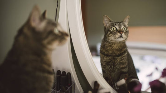 Wissen Katzen, dass sie Katzen sind?
