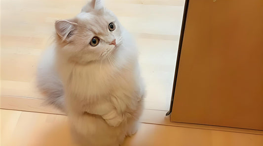 Un chat munchkin debout