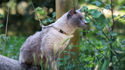 Katzen an der Leine führen – Genial oder Wahnsinn?