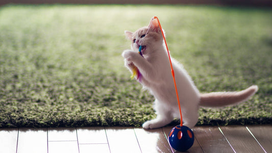 Welches Spielzeug macht Katzen glücklich? So findest du das perfekte Spielzeug für deine Katze