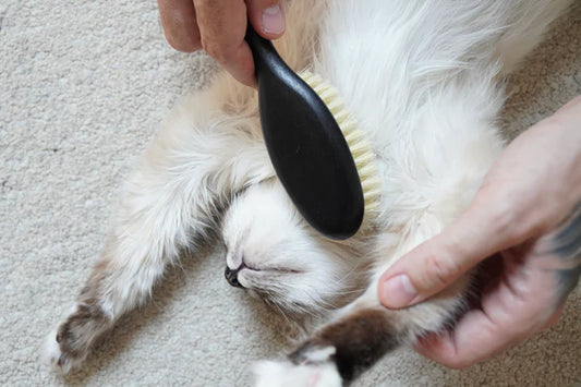Fellpflege bei Katzen