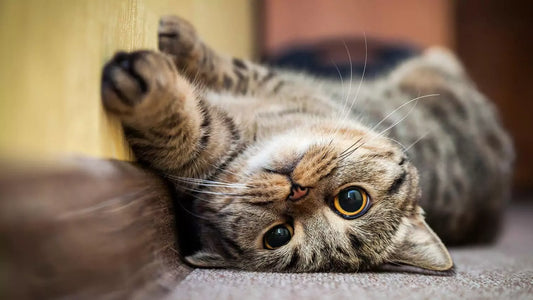 Haben Katzen ihre Tage? – Rolligkeit bei Katzen: Alles, was Du wissen musst
