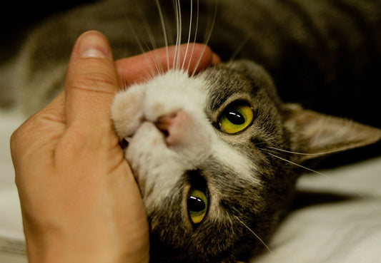 Warum Katzen gut für dein Herz sind – Wissenschaft und Kuschelfaktor vereint