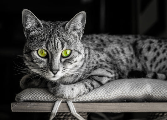 Ägyptische Mau: Geschichte, Charakter, Haltung – Alles über die elegante Katzenrasse mit den natürlichen Flecken