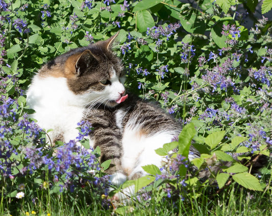 Warum lieben Katzen Katzenminze?