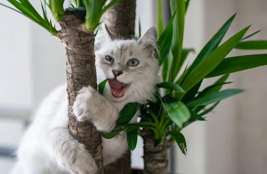 Achtung: Diese Pflanzen sind giftig für Katzen!