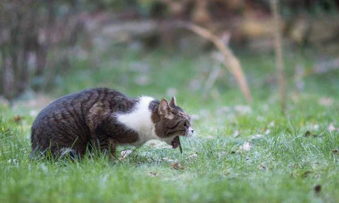 Warum erbrechen Katzen? Warum würgen sie Haarballen hervor?