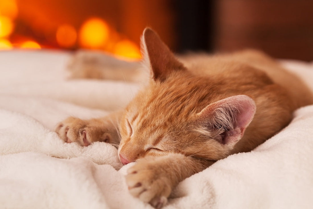 Katzenschlaf und Katzenbetten: So findet deine Samtpfote ihren Kuschelplatz