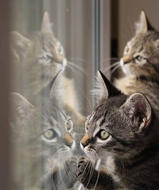 Warum ist meine Katze besessen davon, nach draußen zu gehen?
