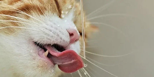 Katzen-Wasserbrunnen – Dein Must-Have für gesunde und hydratisierte Stubentiger